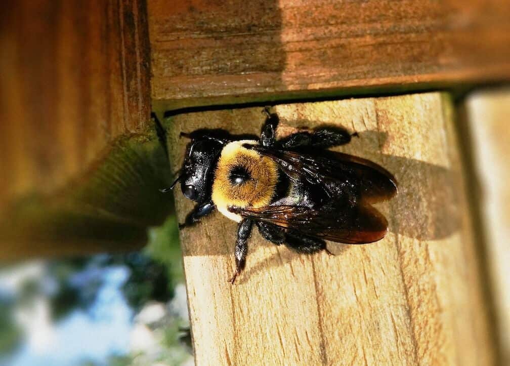 Big Black Bee - Bumblebee vs Carpenter Bee