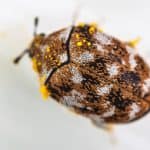 Varied Carpet Beetle