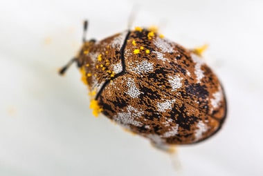 Identifying and controlling clothes moths, carpet beetles and