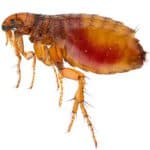 Cat Flea