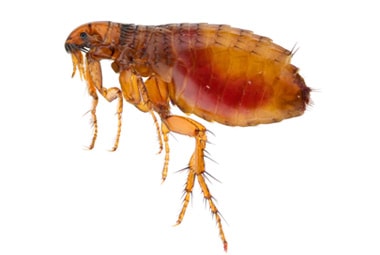 Cat Flea