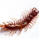 Centipede