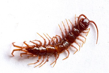 Centipede