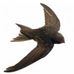 Chimney Swift