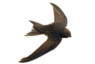 Chimney Swift