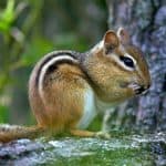 Chipmunk