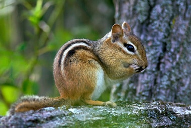 Chipmunk Trapping, Control of Nuisance Chipmunks