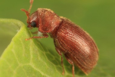 Cigarette Beetle