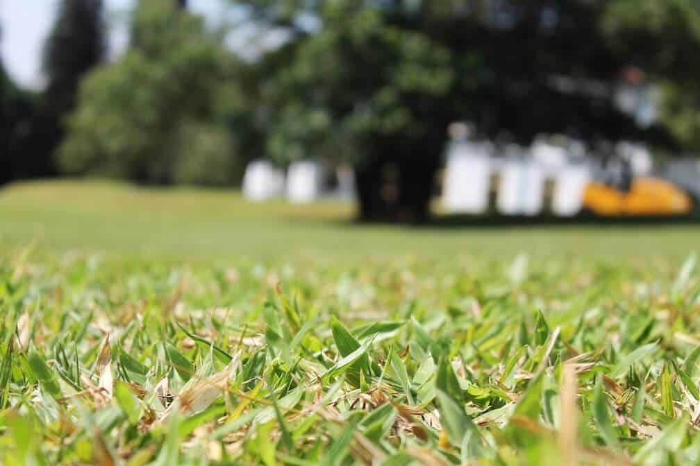close-up-of-grass