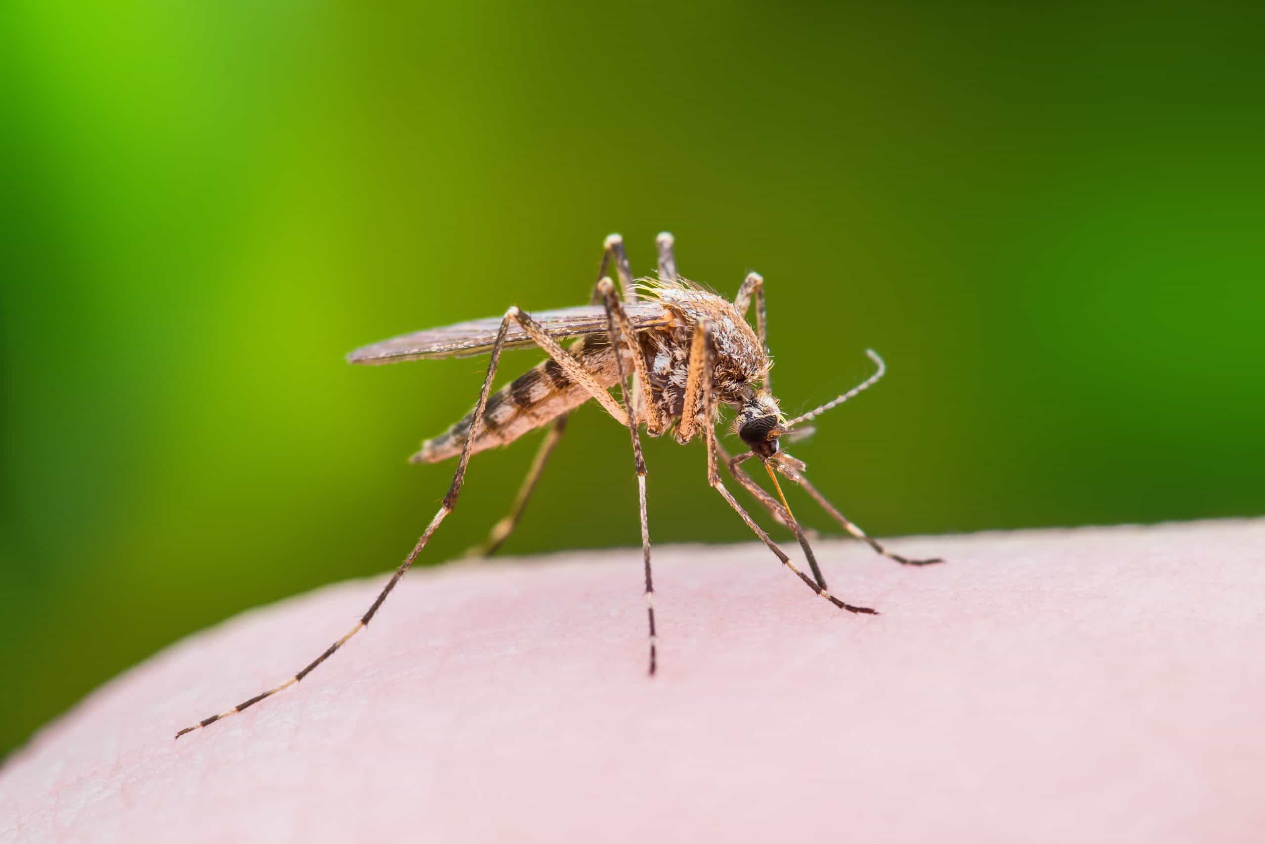 detailed photo of mosquito on skin