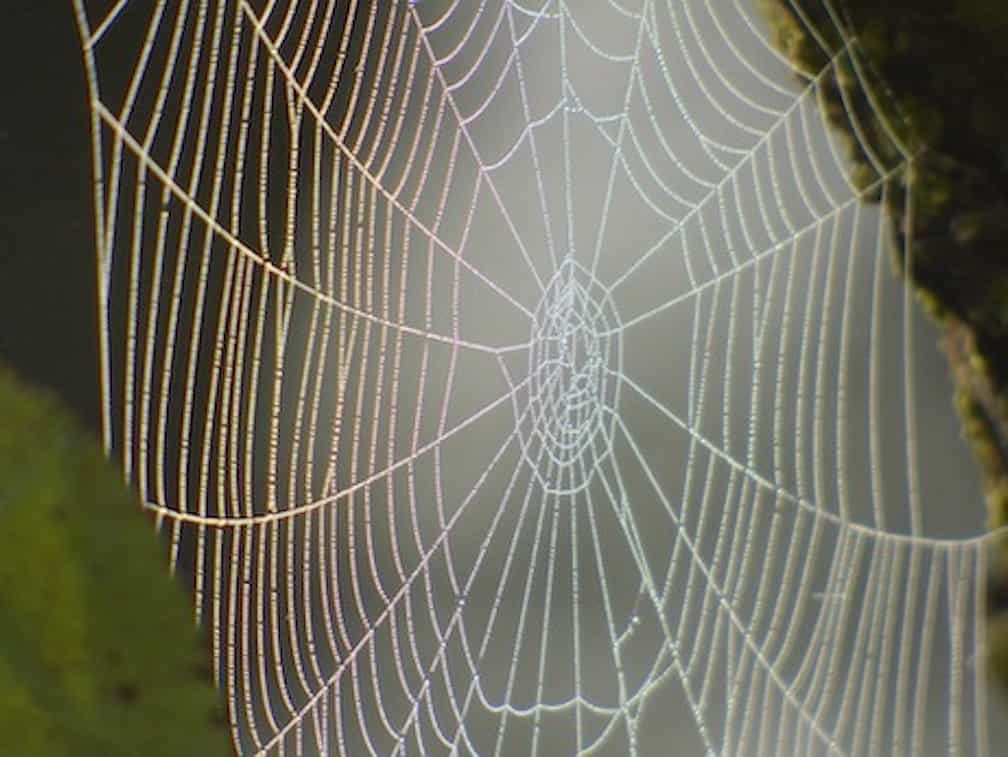 close up view of spider web with dark background