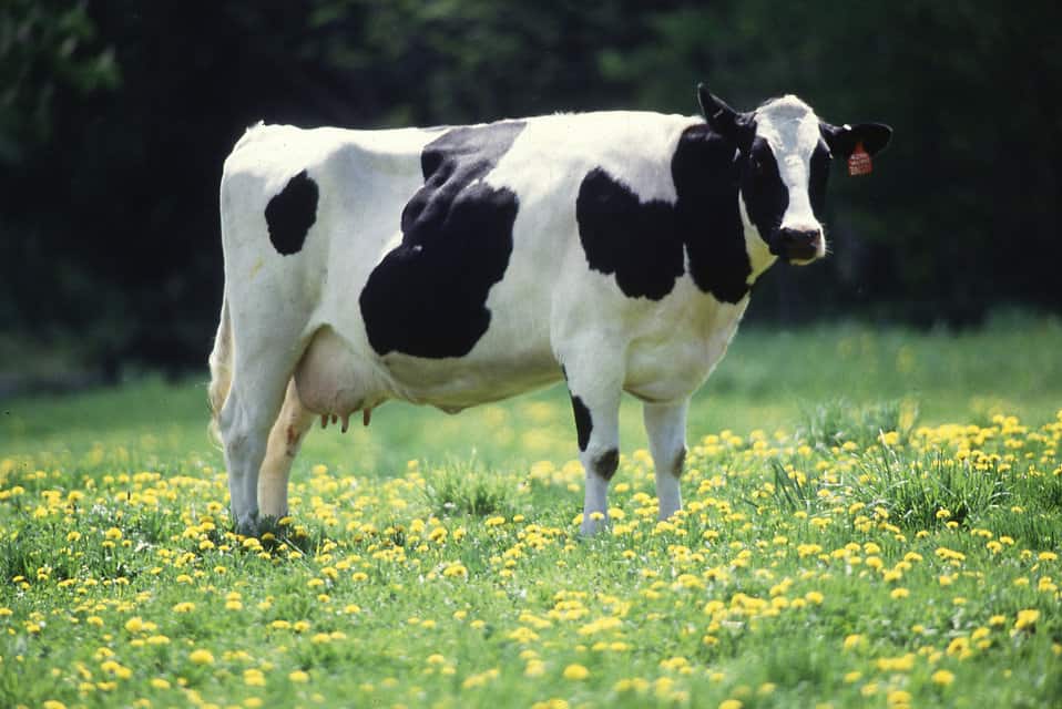 black and white dairy cow standing in field on yellow flowers