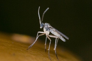 Dark Winged Fungus Gnat