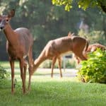 Deer