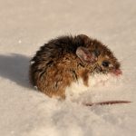 Deer Mouse