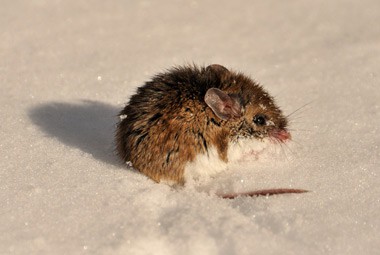 Deer Mouse