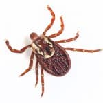 Deer Ticks