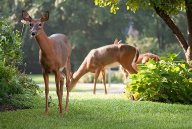 Deer