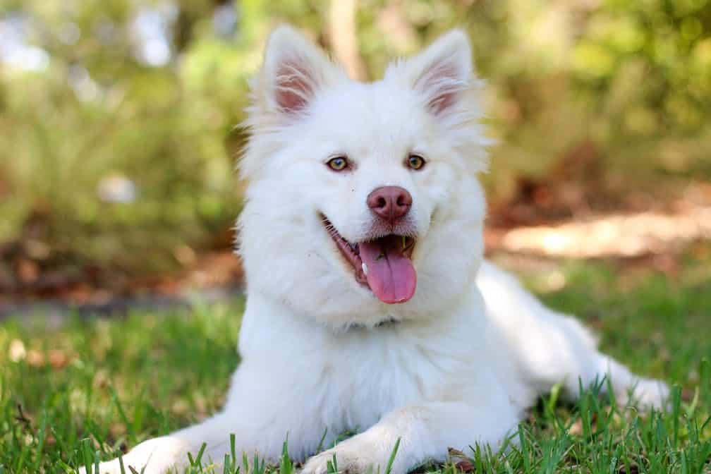 dog-lying-in-grass