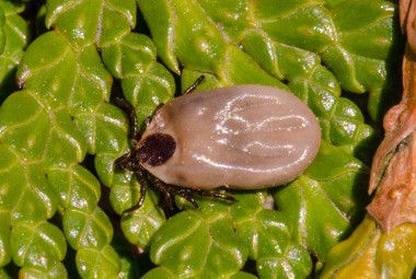 American Dog Tick