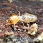 Drywood Termites