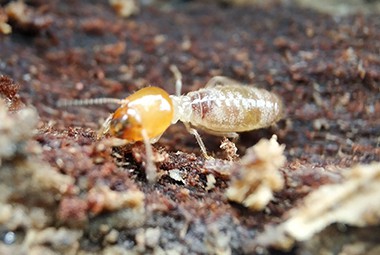 Drywood Termites