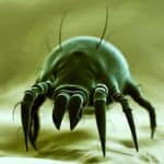 House Dust Mite