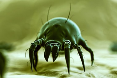 House Dust Mite