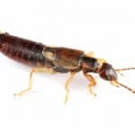 Earwigs