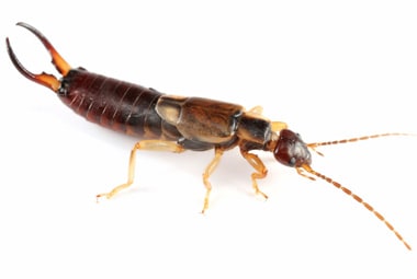 Earwigs