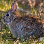 Eastern Cottontail Rabbit