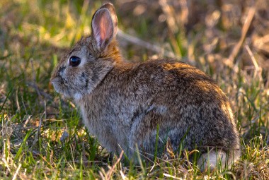 Eastern Cottontail Rabbit