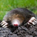 Eastern Mole