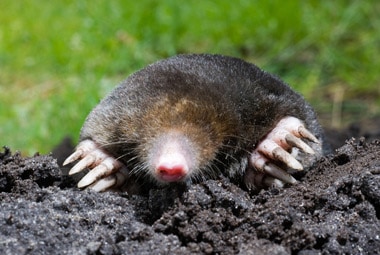 Eastern Mole