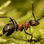 Field Ant