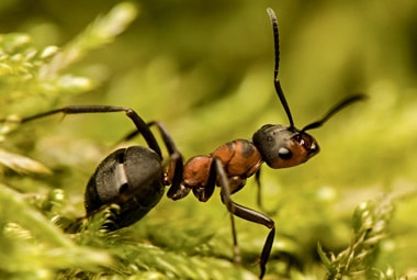 Field Ant