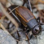 Field Cricket