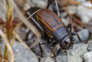 Field Cricket