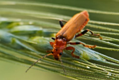 Foreign Grain Beetle