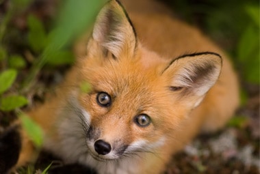 Fox