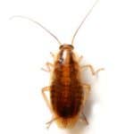 German Cockroach
