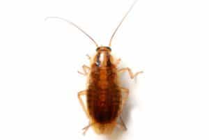 German Cockroach Pest Information &amp; Prevention Tips