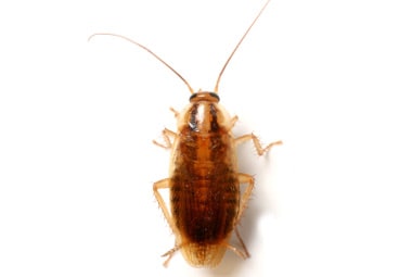 German Cockroach