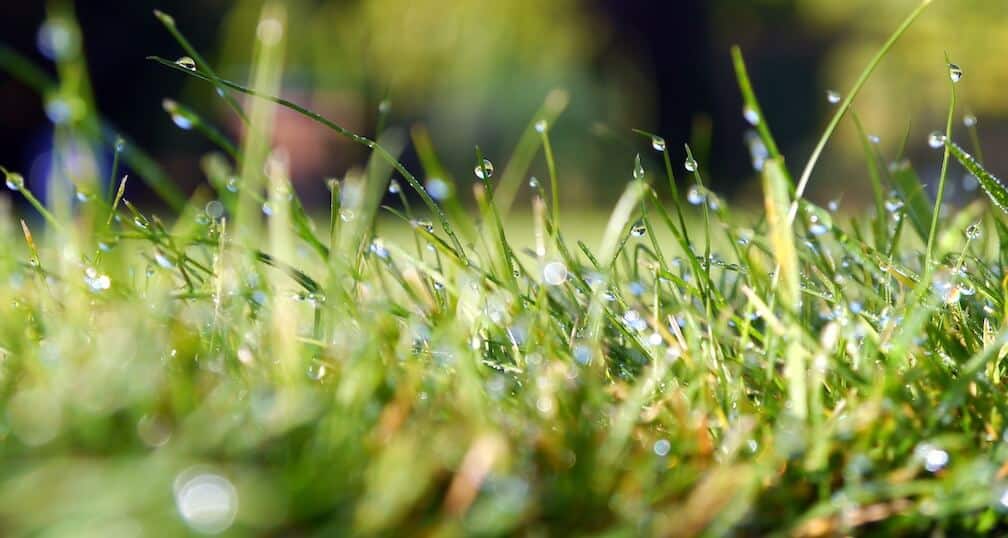 grass-with-water-beads