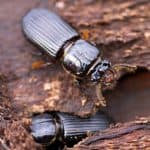 Ground Beetle