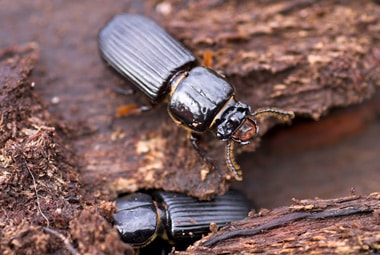 Ground Beetle