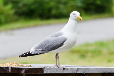 Gulls