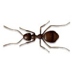 Small Honey Ant