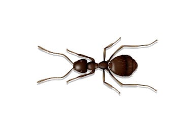 Small Honey Ant