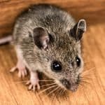 House Mouse